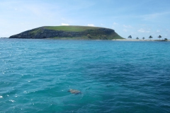 Tartaruga_Abrolhos