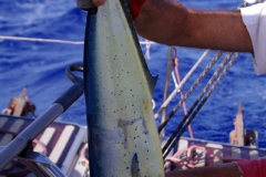 01.04.12 Pesquem dorado 003