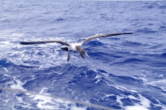 06.04.12 Albatros,pot ser de illa Oeno 028