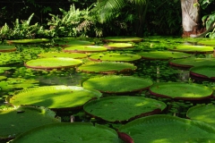 25_02_10 Belem_Parc Emilio Goeldi_Victoria Regia 028