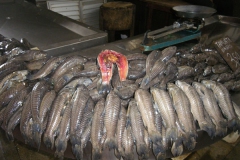 26_02_10 Belem_Mercado peixe 034