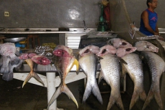 26_02_10 Belem_Mercado peixe 035