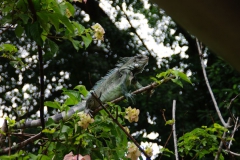 Iguana_ParcEmilioGoeldi_Belem