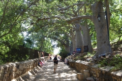 20102009 Ille de Goree 018