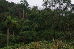 10.07.10 Serra do Mar 023