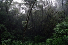 10.07.10 Serra do Mar 036