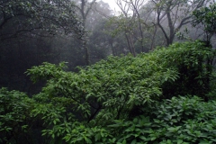 10.07.10 Serra do Mar 041