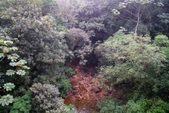 10.07.10 Serra do Mar 050
