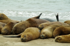 Colonia llops marins a l escullera_Necochea