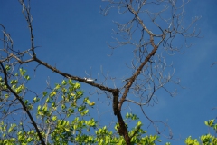 091109 Toubacouta 027