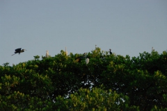 091109 Toubacouta 082