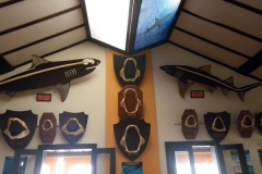 300110 Museo Tubarao 006
