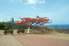 310110 Flamboyant 005