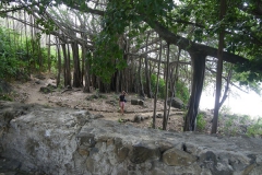 Bosc davant Praia do Cachorro