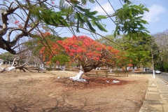 Bosque Flamboyant (unic lloc amb wifi)