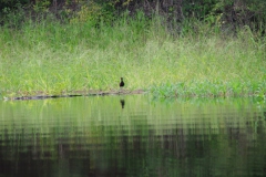 06_03_10 Bem te vi_llac juma 055