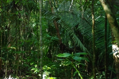 Caminada selva_Llac Juma2