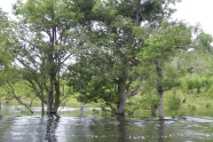 Igarape anant al llac Juma