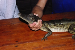 Caiman del Mamori