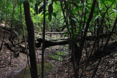 Caminada selva_Llac Juma3