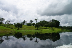 Vaca pastorant_Llac Juma