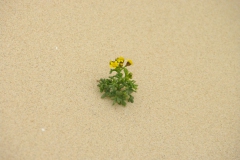 PortoSanto 042