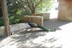 Cartagena 029