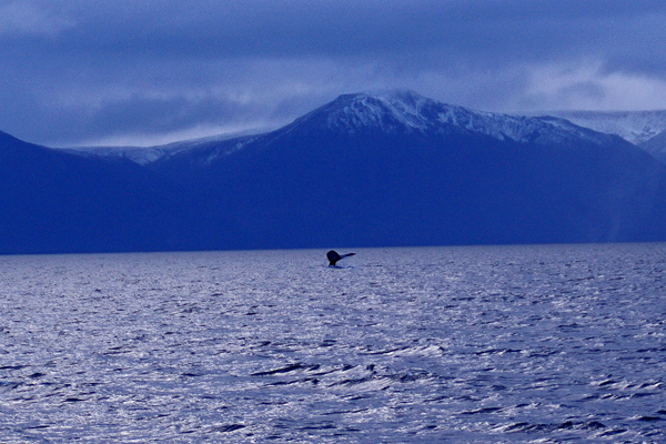 02.04.11 Balenes al Magallanes