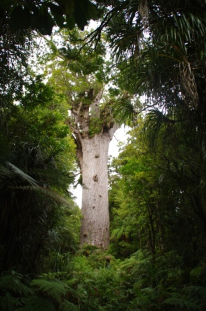 13.04.02Waipoua Forest_Tane Mahuta (6)